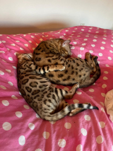 Bengal Katzenkinder suchen ein neues zu Hause