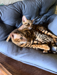 Bengal Katzenkinder suchen ein neues zu Hause