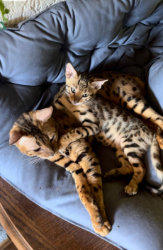 Bengal Katzenkinder suchen ein neues zu Hause