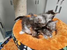 4 Maine Coon Kitten mit Stammbaum