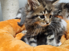 4 Maine Coon Kitten mit Stammbaum