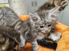 4 Maine Coon Kitten mit Stammbaum