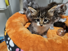 4 Maine Coon Kitten mit Stammbaum