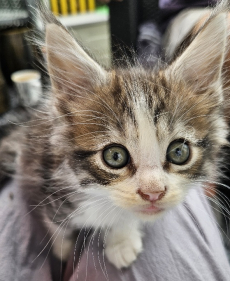 Maine Coon Kätzli mit Stammbaum