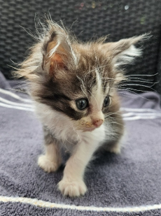 Maine Coon Kätzli mit Stammbaum