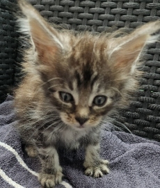 Maine Coon Kätzli mit Stammbaum