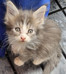 Maine Coon Kätzli mit Stammbaum