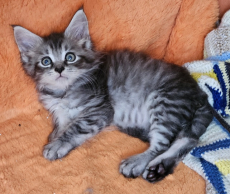 Maine Coon Kätzli mit Stammbaum