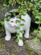 schwarz-weisse Katze sucht liebevolles Zuhause