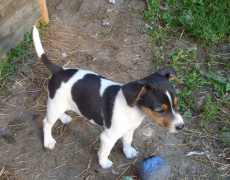 Jack russel Welpen