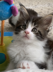 Maine Coon Kätzchen mit Stammbaumaus der Zentralschweiz