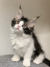 Maine Coon Kätzchen mit Stammbaumaus der Zentralschweiz