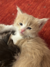 Maine Coon  Kitten zu verkaufen 