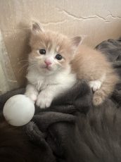 Maine Coon  Kitten zu verkaufen 