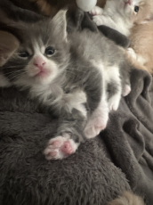 Maine Coon  Kitten zu verkaufen 