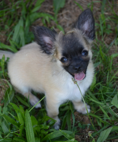 Chihuahua Welpen