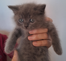 Reinrassige BKH Kitten suchen ein liebevolles Zuhause