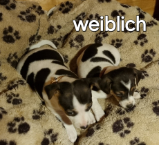 Jack-Russel, Welpen, tricolor, glatthaar