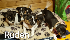 Jack-Russel, Welpen, tricolor, glatthaar