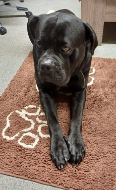 Reinrassiger Cane Corso Rüde sucht liebevolles Zuhause