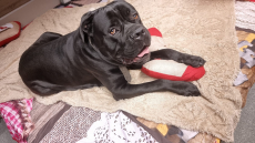 Reinrassiger Cane Corso Rüde sucht liebevolles Zuhause