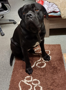 Reinrassiger Cane Corso Rüde sucht liebevolles Zuhause