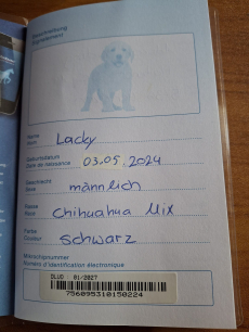 Chihuahua zu verkaufen