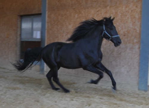 Einzigartiger PRE Rapphengst (100% Escalera Abstammung) 