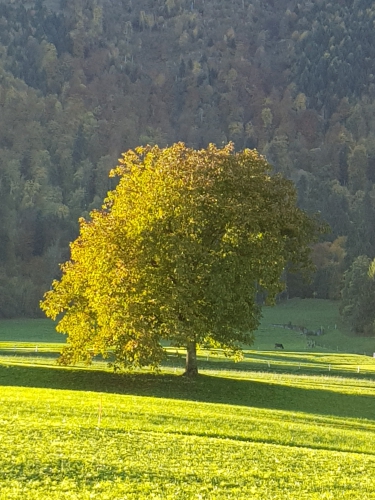 Land für Cämping oder Cämping mit