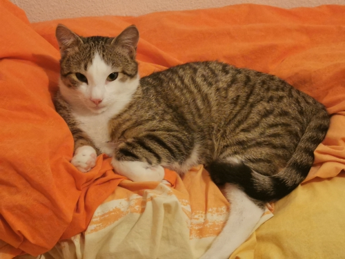 Suche Kitten oder Katze bis 1 Jahr 