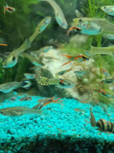 Endler Guppys 