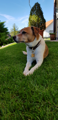 Parson Jack Russel Terrier