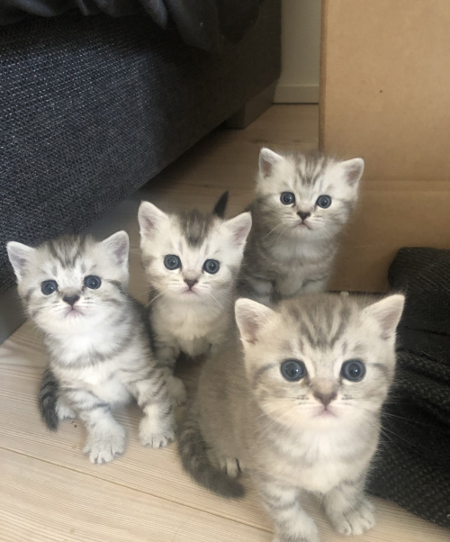 verschmustes BKH Katerchen sucht neues zu Hause