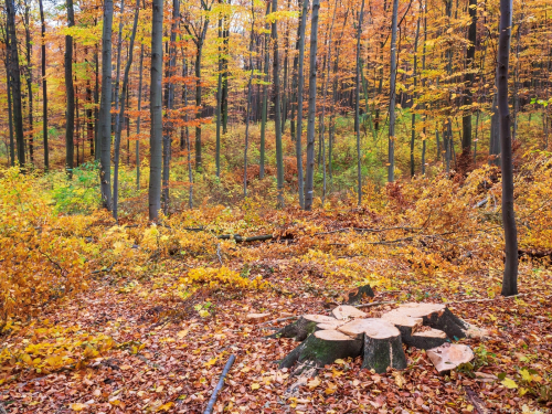 Wald für Brennholznutzung / Holzen gesucht