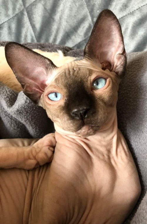 SUCHE 2 junge Sphynx Kater schwarz/grau