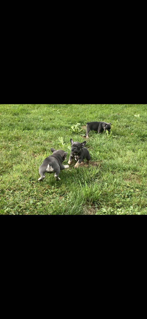 Französische Bulldogge