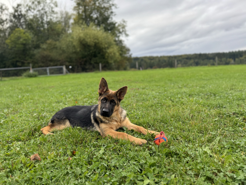 Deutscher Schäferhund mit SKG/SC Ahnentafel