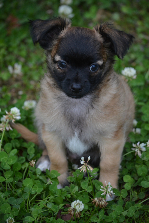 Chihuahua Welpen