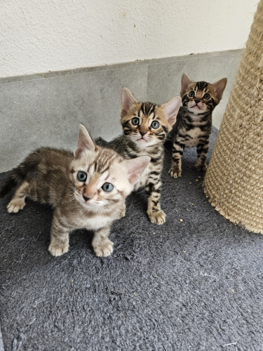 Bengal Kitten mit Stammbaum.