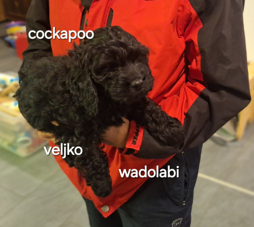 Cockapoo