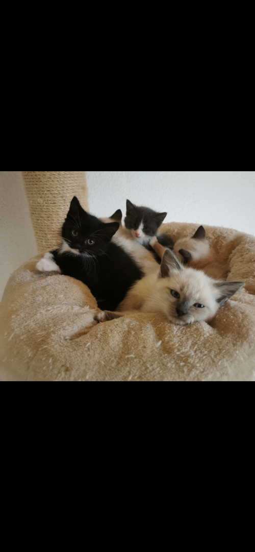 Ragdoll Kitten suchen ihre Familie 