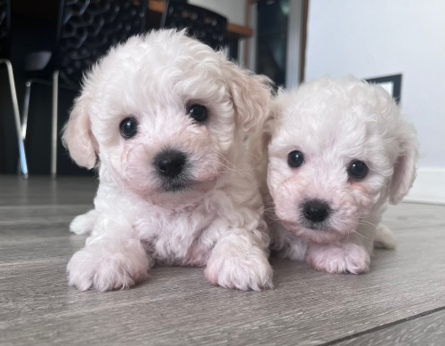 Bichon Welpen, Bologneser Herkunft aus Pudel und Malteser