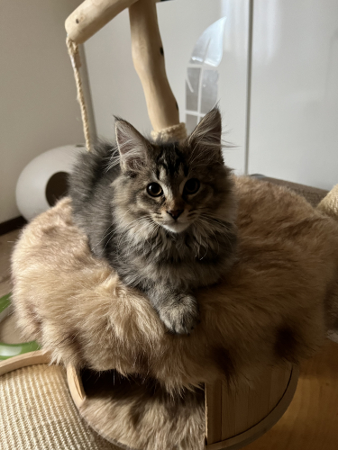 Mainecoon Kitten