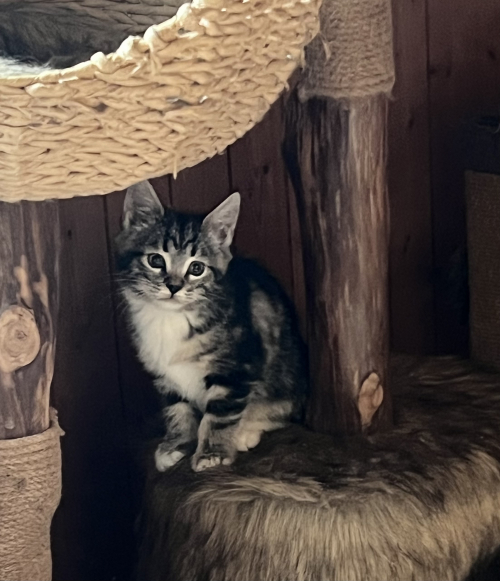 Mainecoon-Mix Kitten