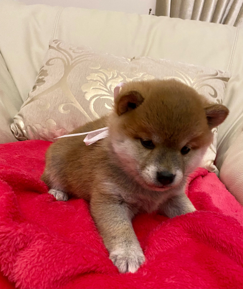 Shiba Inu Welpen