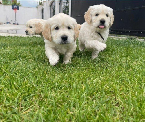 Golden Retriever-Welpen