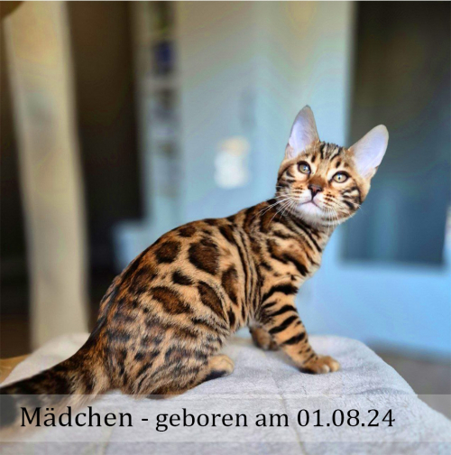 Reinrassige Bengal Kitten, männlich & weiblich