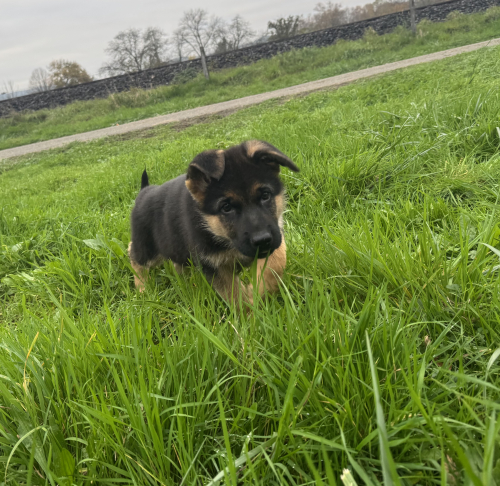 Deutscher Schäferhund, Rüde Welpe mit SKG/SC-Ahnentafel