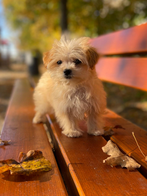 Maltipoo Welpe / Malteser + Pudel 