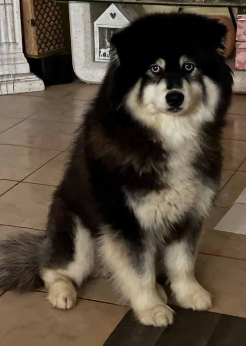 Husky /Spitz  pomsky f1